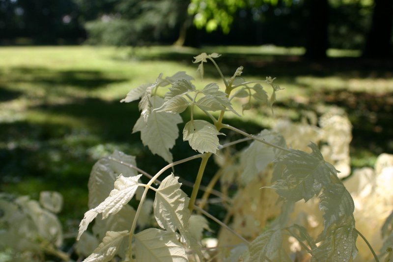 11 villa Giusti (8)