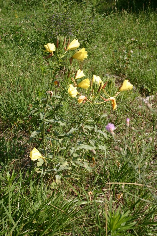 2 Brenta (4)