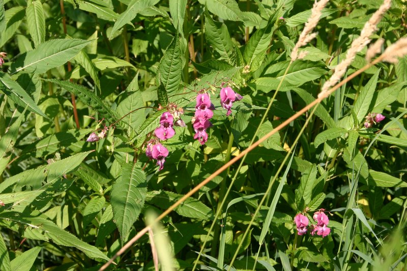 2 Brenta (7)