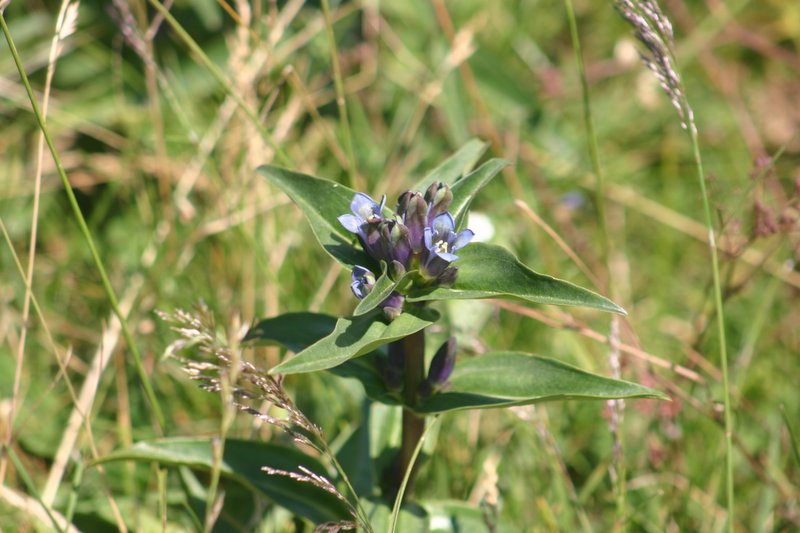 5 monte Corno (14)