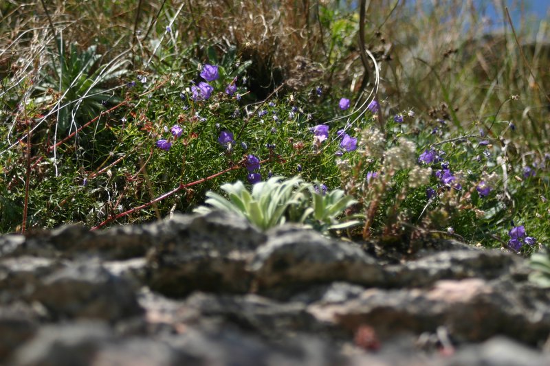 5 monte Corno (20)