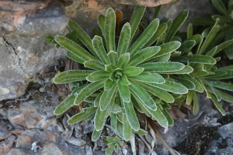 5 monte Corno (22)