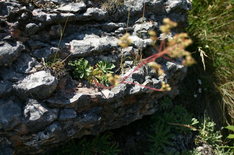 5 monte Corno (23)