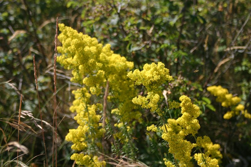5 monte Corno (26)