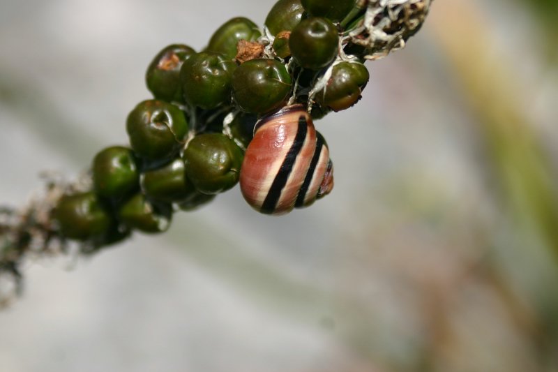 5 monte Corno (30)