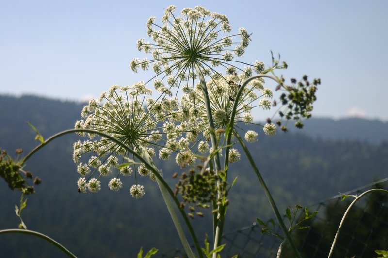 5 monte Corno (31)