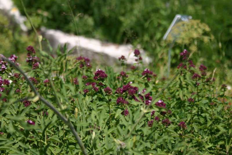 5 monte Corno (32)