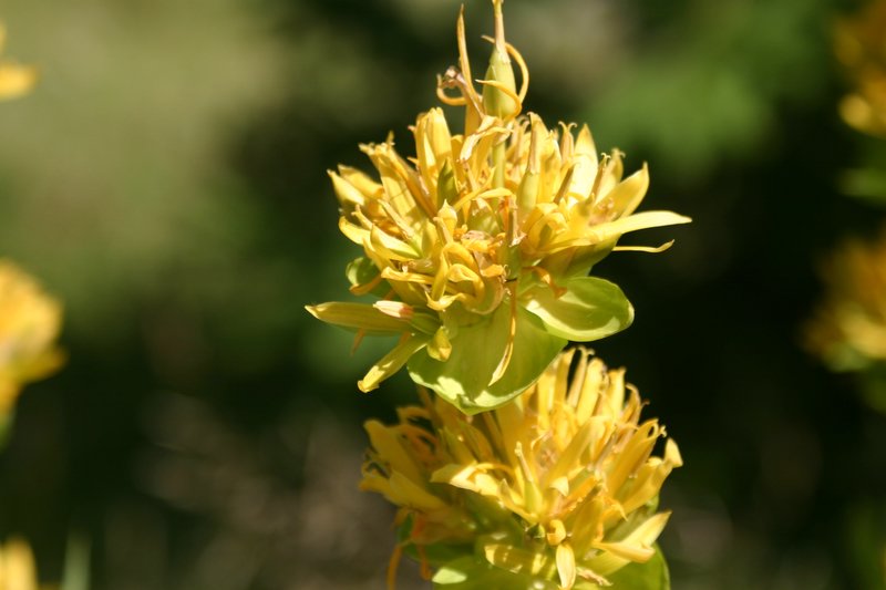 5 monte Corno (37)