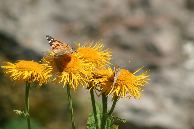 5 monte Corno (56)