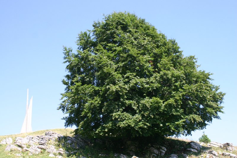 5 monte Corno (64)