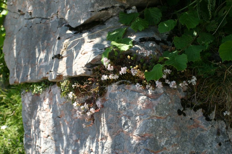 5 monte Corno (8)