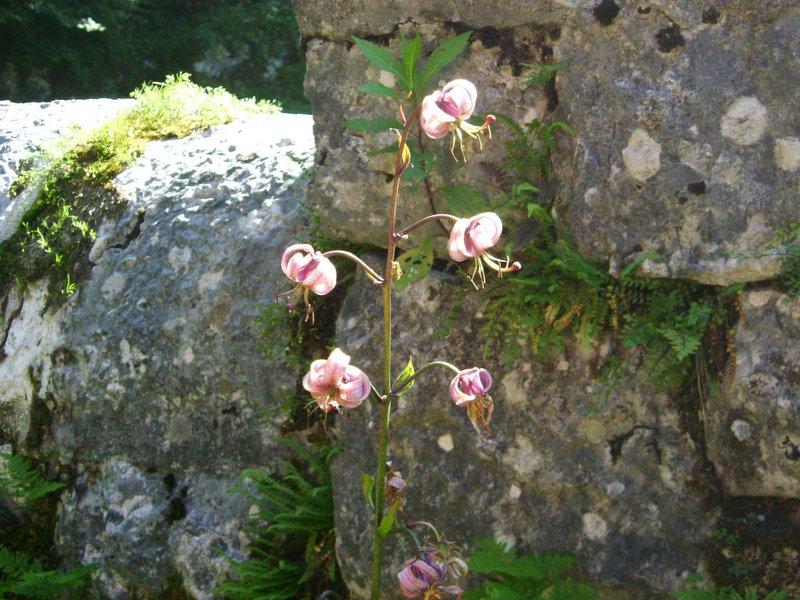 6 monte Corno cimitero (5)
