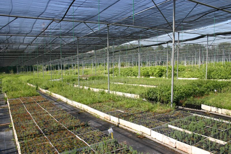 8 Vivaio Venetoagricoltura (12)