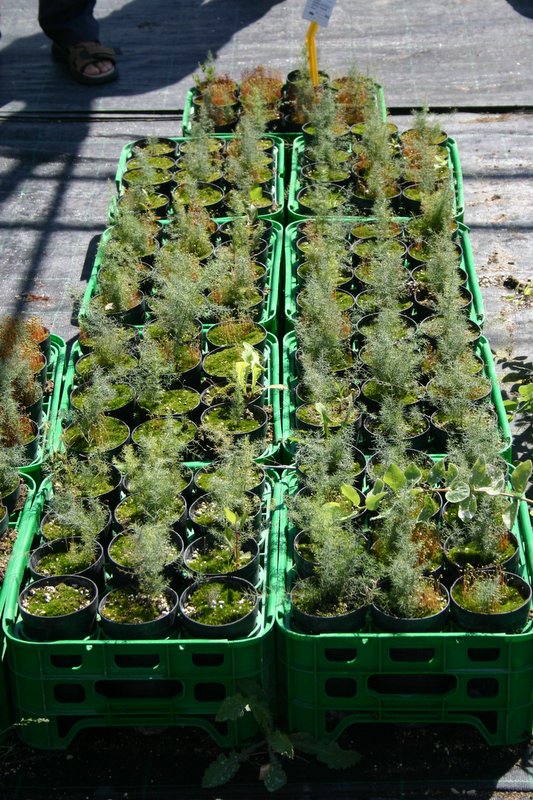 8 Vivaio Venetoagricoltura (3)