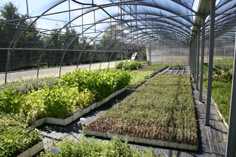 8 Vivaio Venetoagricoltura (4)