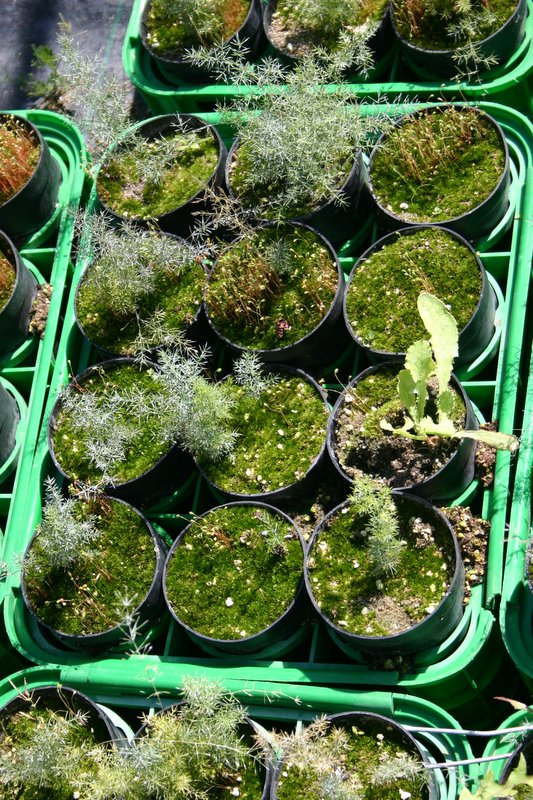 8 Vivaio Venetoagricoltura (5)