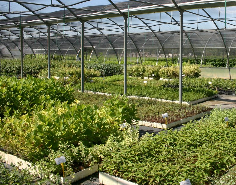 8 Vivaio Venetoagricoltura (8)