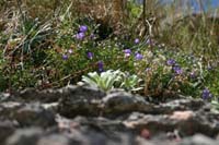5 monte Corno (20)
