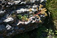 5 monte Corno (23)