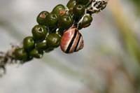 5 monte Corno (30)