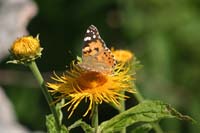 5 monte Corno (60)