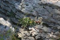 5 monte Corno (61)