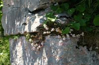 5 monte Corno (8)