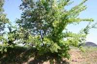 8 Vivaio Venetoagricoltura (11)