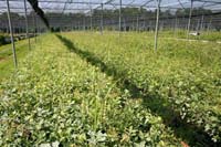 8 Vivaio Venetoagricoltura (17)
