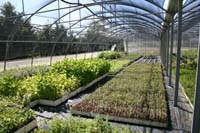 8 Vivaio Venetoagricoltura (4)