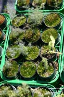 8 Vivaio Venetoagricoltura (5)