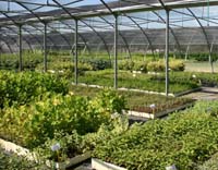 8 Vivaio Venetoagricoltura (8)