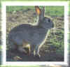 rabbit.jpg (12712 byte)