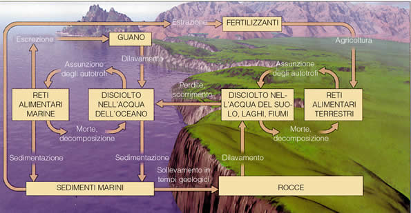 definizione del ciclo del fosforo